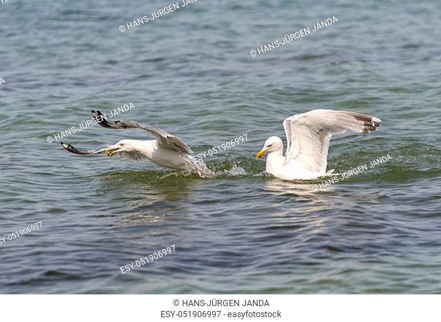 Two floating white herring gulls argue about a crab