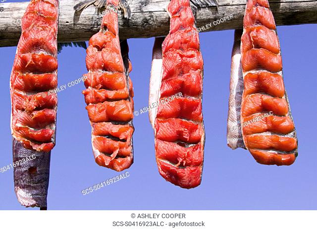 Salmon hanging to dry on Shishmaref a tiny island between alaska and siberia in the Chukchi sea is home to around 600 inuits or eskimos As hunter gatherers...