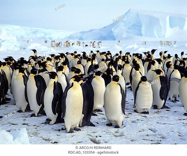 Emperor Penguin colony Dawson Lambton Glacier Antartica Aptenodytes forsteri