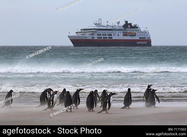Gentoo penguins (Pygoscelis papua) standing at the water's edge in a sandstorm, with cruise ship MS Fram behind, Saunders Island, Falkland Islands