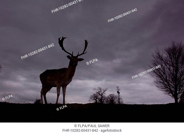 Fallow Deer Dama dama buck, silhouetted at dusk, Knole Park, Kent, England, february