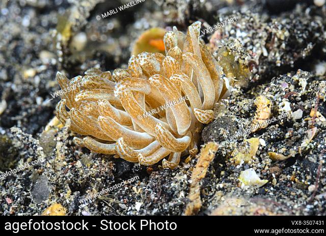 sea slug or nudibranch, Phyllodesmium sp. , Lembeh Strait, North Sulawesi, Indonesia, Pacific
