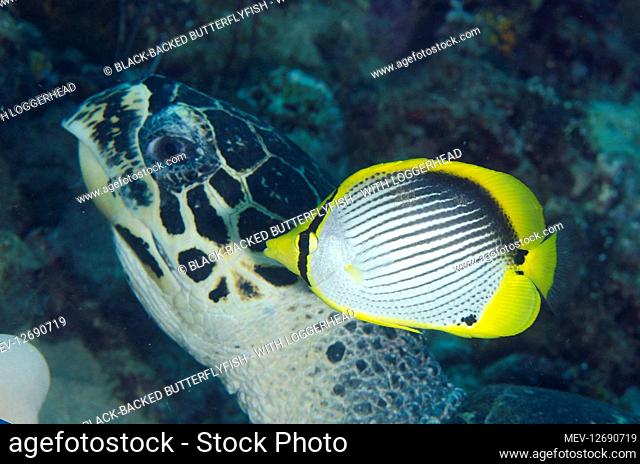 Black-backed Butterflyfish - with Loggerhead Turtle (Caretta caretta) - Yilliet Kecil dive site, Yilliet Island, Misool, Raja Ampat, West Papua, Indonesia