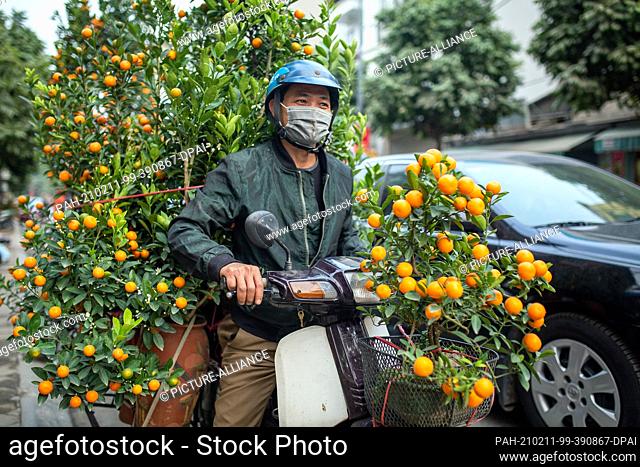 07 February 2021, Vietnam, Hanoi: A man smiles as he transports kumquat trees through the city on his moped. The background is the custom of decorating houses...