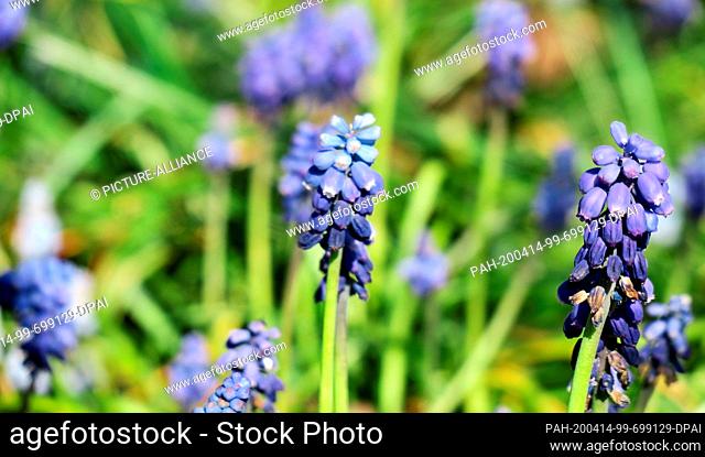 12 April 2020, Brandenburg, Oranienburg: Grape hyacinths grow in a garden between grass. Like most onion flowers, grape hyacinths prefer a warm