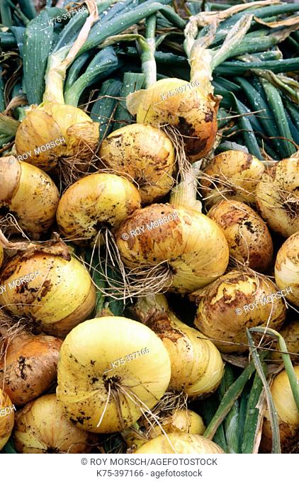 Home grown organic onions