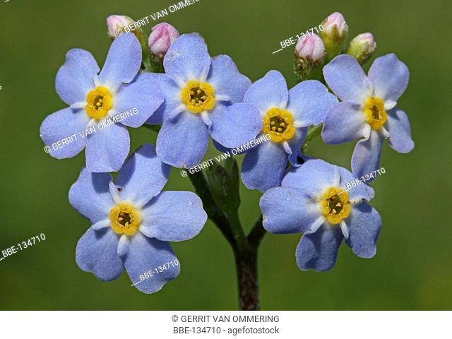 The flowers of the Water Forget-me-not