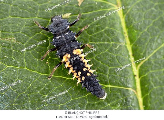 France, Coleoptera, Coccinellidae, Harlequin ladybird, Multicolored Asian lady beetle or Halloween lady beetle (Harmonia axyridis), fourth larval instar