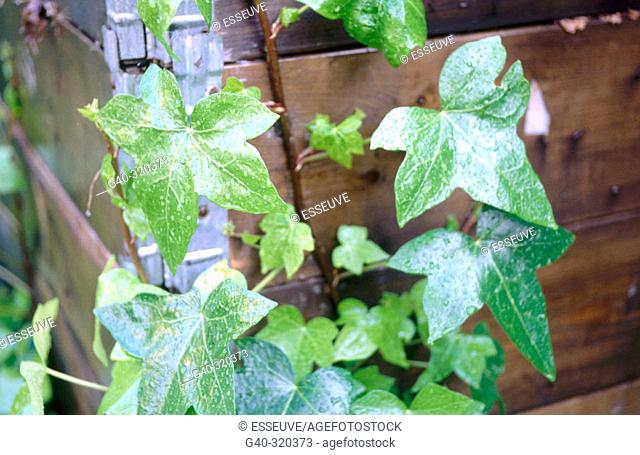 Climbing plant leaves (Hedera helix)