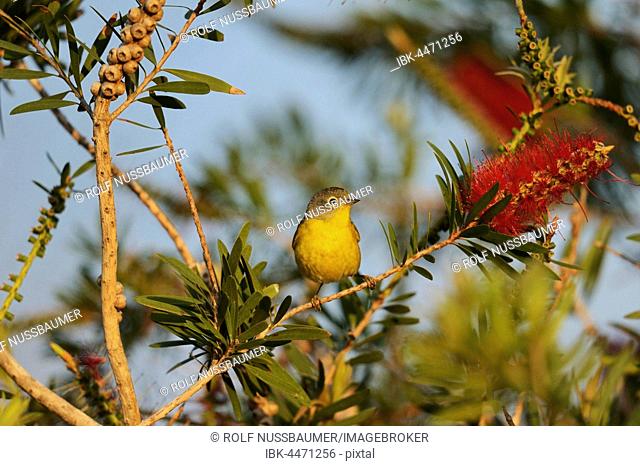 Nashville Warbler (Vermivora ruficapilla), adult male feeding on blooming Lemon bottlebrush, crimson bottlebrush (Melaleuca citrina), South Padre Island, Texas