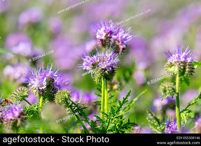 Phacelia tanacetifolia field, countryside scene. Phacelia is known by the common names lacy phacelia, blue tansy or purple tansy