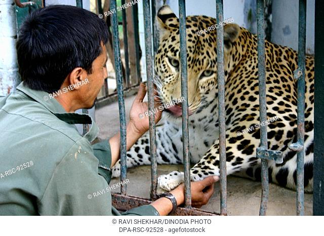 Zoo keeper , man playing with the caged Leopard in Gandhi Nagar , Gujarat , India