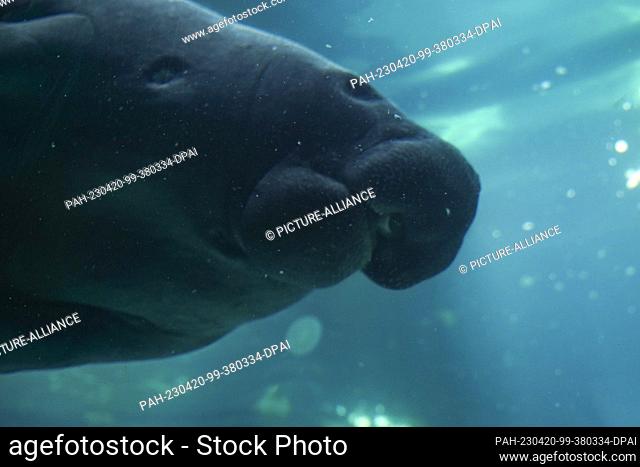 19 April 2023, USA, Sarasota: A manatee (Dugong dugon) swims in the Mote Marine Laboratory. Photo: Camilo Freedman/dpa. - Sarasota/Florida/USA