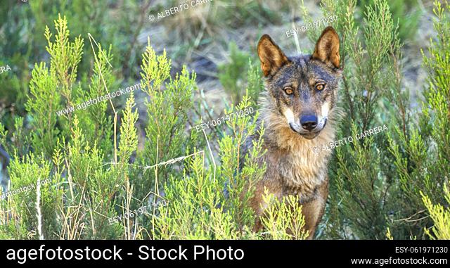 Iberian Wolf, Grey Wolf, Canis lupus signatus, Zamora, Castile and León, Spain, Europe