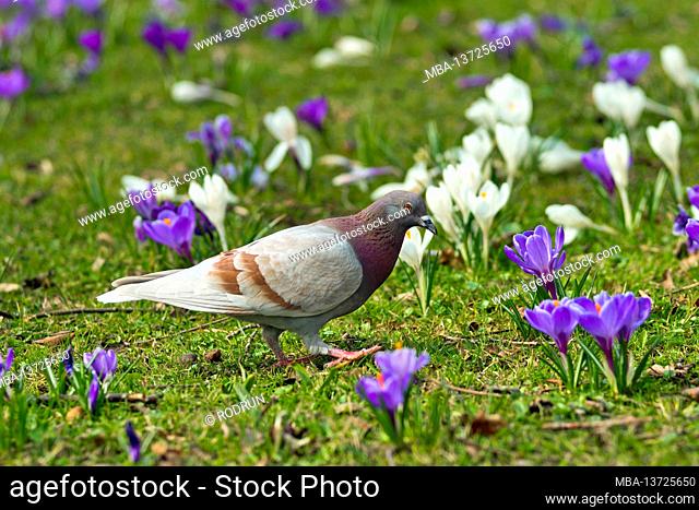 Germany, Baden-Wuerttemberg, Baden-Baden, pigeon on the crocus meadow in the Lichtentaler Allee