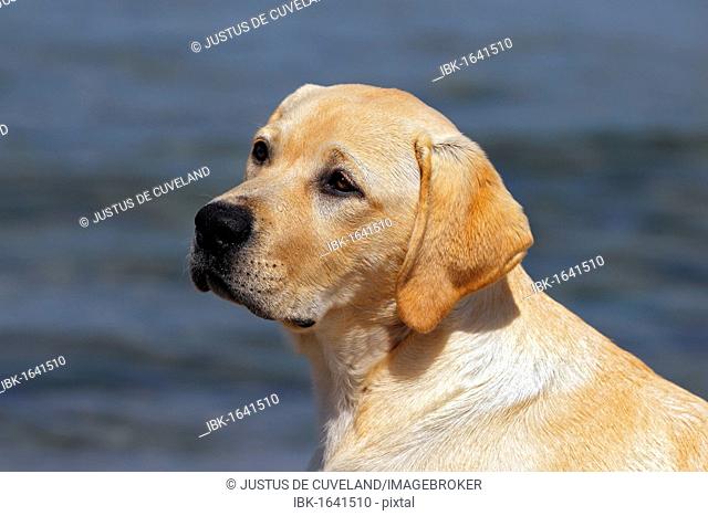 Labrador Retriever puppy, portrait