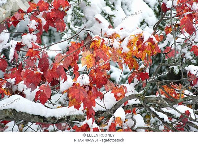 Red maples after an early snowfall in Vermont, New England, United States of America, North America