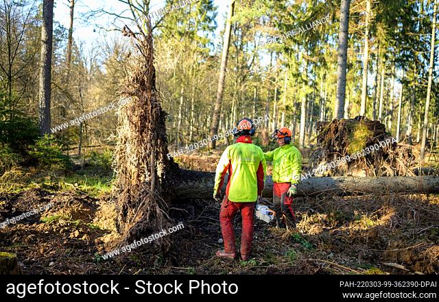 02 March 2022, Lower Saxony, Oechtringen: Two foresters inspect a tree knocked down by the storm. The storms of the past few weeks have caused a lot of damage...