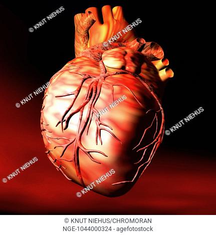 Digital visualization of a human heart
