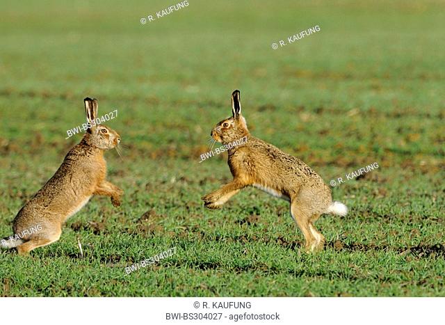 European hare (Lepus europaeus), two hares standing upright in an acre fighting during mating season, Germany