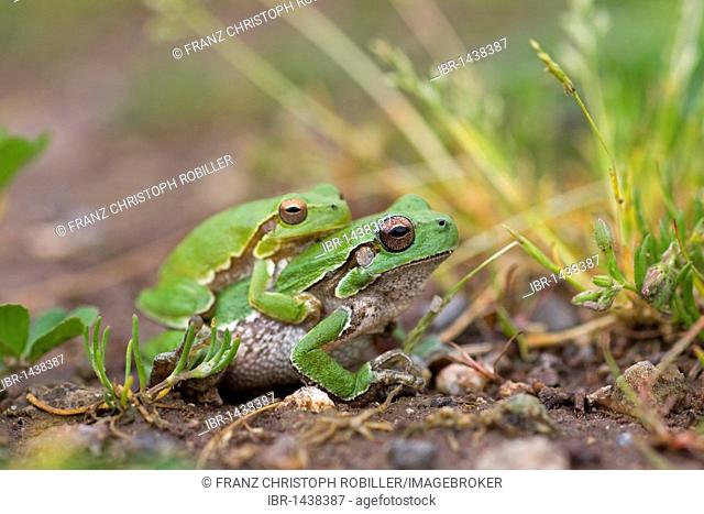 Sardinian Tree Frog or Tyrrhenian Tree Frog (Hyla sarda), pair in amplexus, Sardinia, Italy, Europe