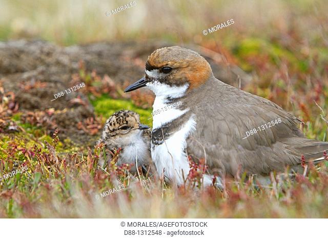 Falkland Islands , Sea LIon island , Two banded Plover,  Charadrius falklandicus  , Order:Charadriiformes Family: Charadriidae