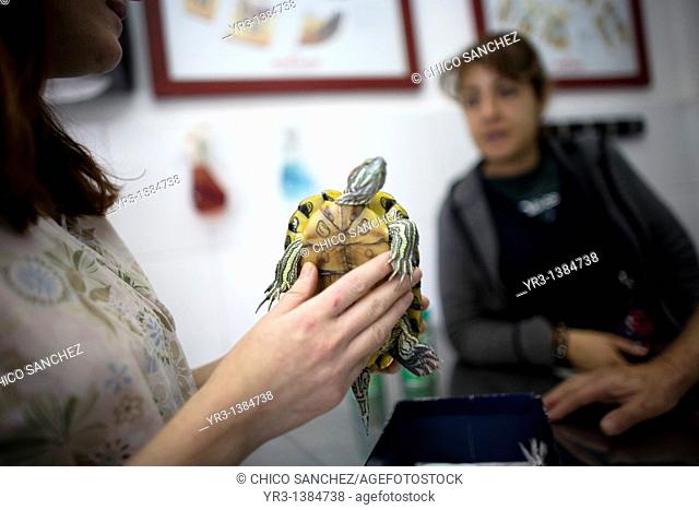 A veterinarian attends a turtle at a Pet Hospital in Condesa, Mexico City, Mexico, February 23, 2011
