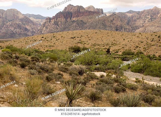 Red Rock Canyon, 17 miles west of Las Vegas, attracts visitors and hikers to experience the desert landscape
