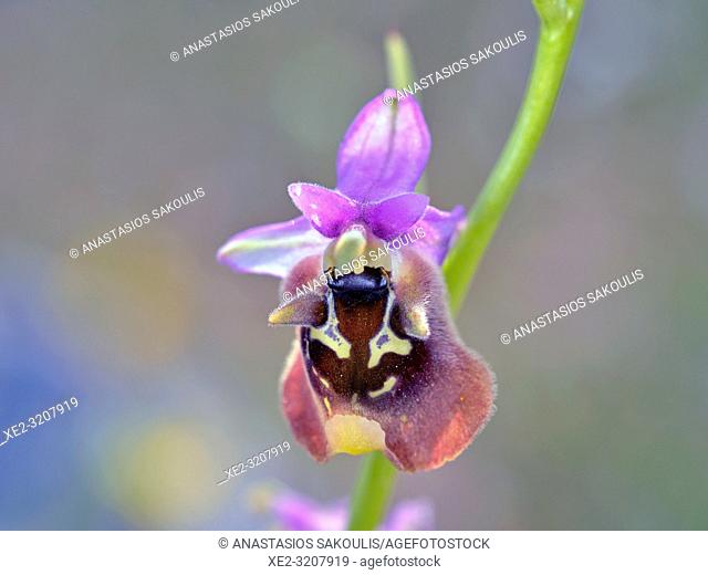 Ophrys episcopalis, Crete