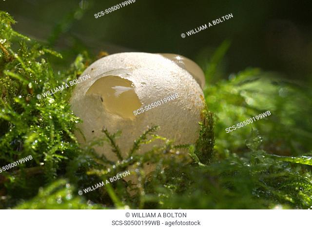 Egg sac of Dog Stinkhorn Mutinus caninus, UK