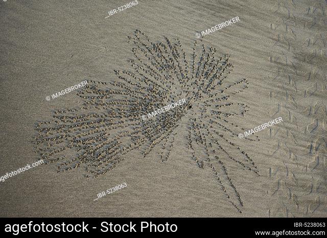 Star-shaped pattern of sand pebbles and cave of Sand bubbler crab (Scopimera globosa) at the sandy beach Ngwe Saung, Myanmar, Asia