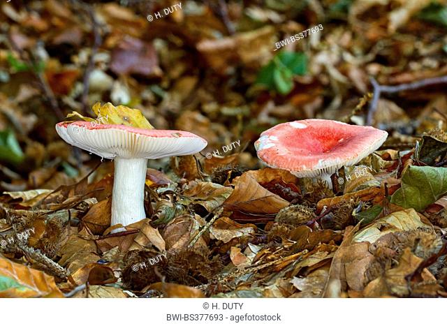 beechwood sickener (Russula nobilis, Russula mairei), two fruiting bodies on forest floor, Germany, Mecklenburg-Western Pomerania