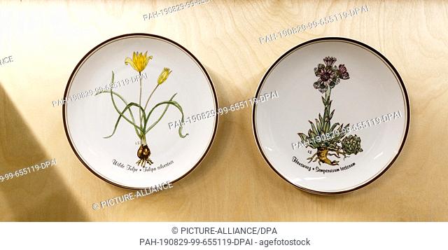 29 August 2019, Hamburg: Two Rosenthal plates designed by Loki Schmidt with motifs of houseleek (r) and a wild tulip can be seen in the exhibition ""Mit Loki in...
