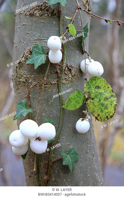 Common snowberry, waxberry (Symphoricarpos albus, Symphoricarpos rivularis), fruit with ivy and tree trunk, Germany