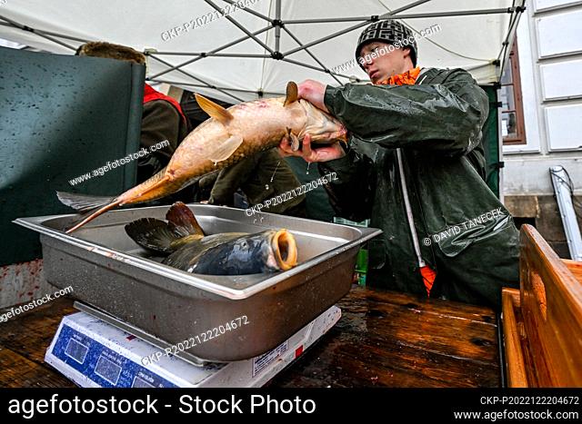 Christmas carp sale on Velke namesti, 22 December 2022, Hradec Kralove. Foresters prepared about 12 tons of fish for sale