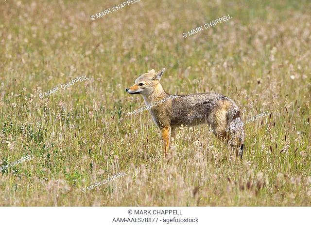 South American Gray Fox, or chilla (Lycalopex griseus), Torres del Paine National Park, southern Chile