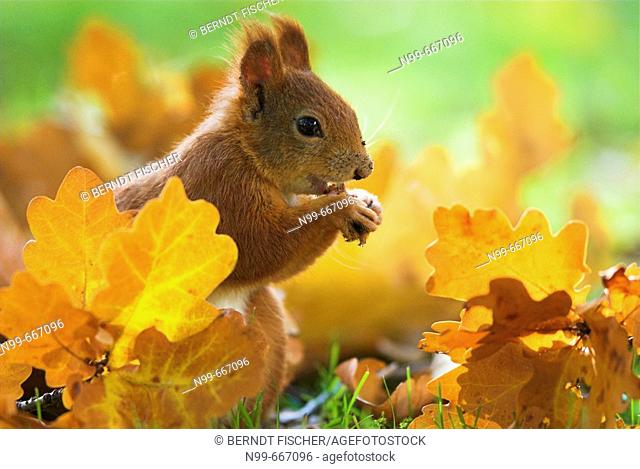 Red squirrel (Sciurus vulgaris), sitting on the ground between oak leaves and feeding on hazelnut, autumn colours, forest in Franconia, Bavaria