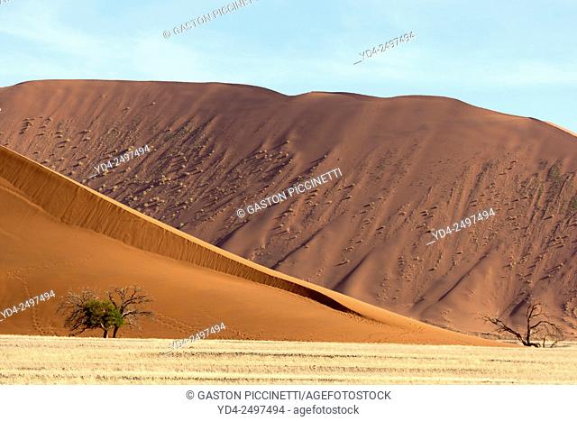 Camelthorn trees (Acacia erioloba), and a red sand dune at the back (Dune 45), Namib-Naukluft National Park, Namib desert, Namibia