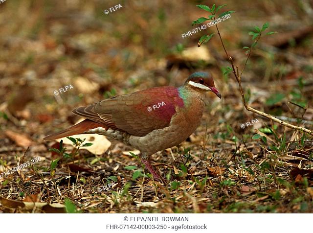 Key West Quail-dove (Geotrygon chrysia) adult, standing on forest floor, Zapata Peninsula, Matanzas Province, Cuba, March