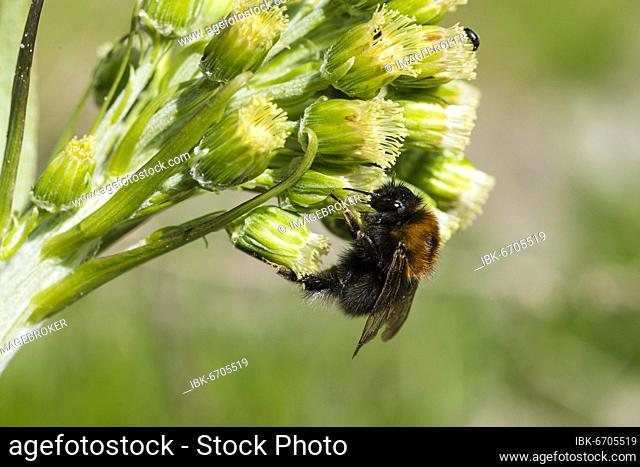 Tree Bumblebee (Bombus hypnorum), bumblebee, Mecklenburg-Vorpommern, Germany, Europe