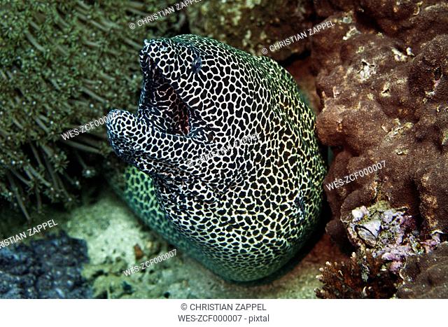 Oman, Gulf of Oman, laced moray (Gymnothorax favagineus)
