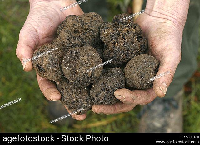 Black truffle (tuber melanosporum), Perigord truffle, Perigord truffle, Perigord truffle, Black truffle, Black truffle, Mushrooms, Perigord truffle