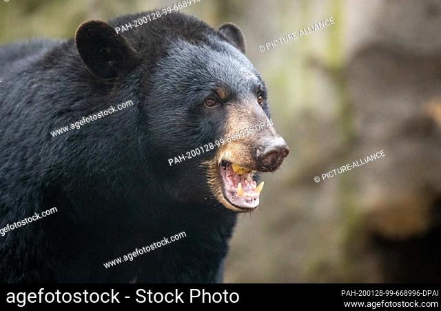 28 January 2020, Lower Saxony, Osnabrück: Black bear ""Honey"" eats an apple in the black bear enclosure in the North American animal world ""Manitoba"" at...