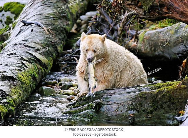 Spirit bear (Ursus americanus Kermodei) fishing salmon, Princess Royal Island, British Columbia, Canada. This bear is a rare subspecie of the american black...