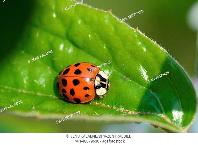 A harlequin ladybird sits on a leaf in Berlin, Germany, 19 April 2014. The beetle was originally used in biological insect control of lice and has spread over...