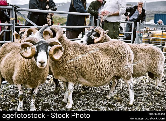 Sheep in judging pen at North Harris Agricultural Show, Tarbert, Isle of Harris, Outer Hebrides, Scotland