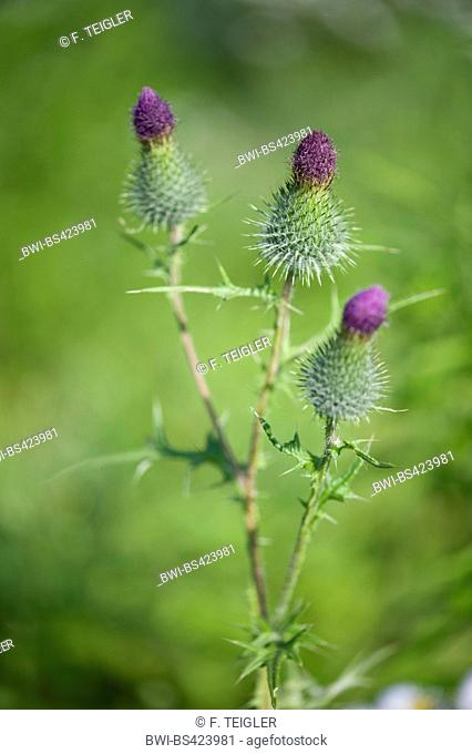 Bull thistle, Common thistle, Spear thistle (Cirsium vulgare, Cirsium lanceolatum), blooming, Germany, Alsbach-Hasselbach