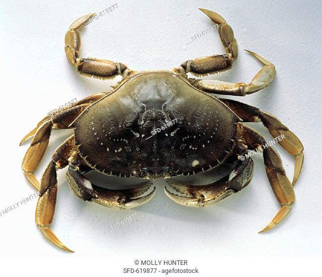 A Single Dungeness Crab