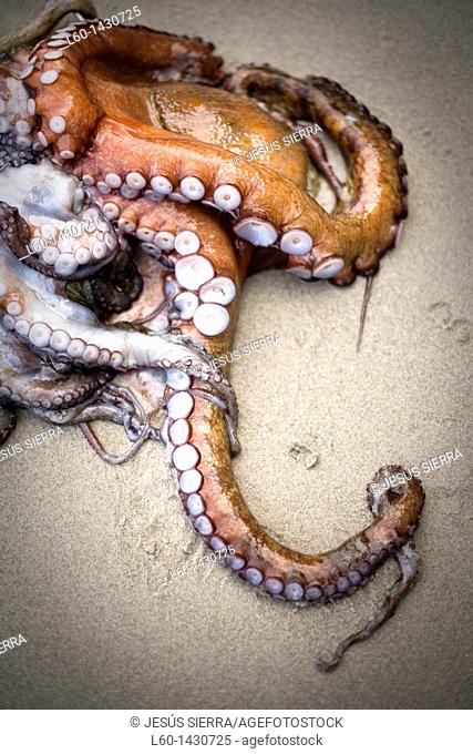 Octopus near of Ribadeo