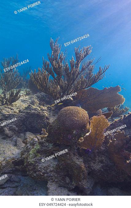 Multiple species of coral on a rock